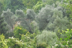 ACQUA6