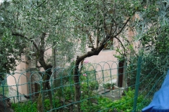 COR15