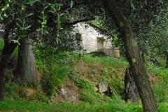 COR19