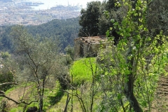 MontIs113