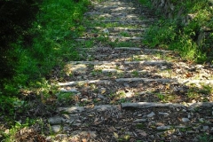 MONTALE3