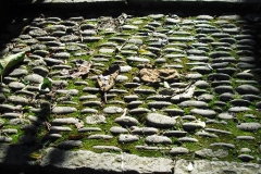 PIT1