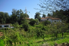 POMARA7
