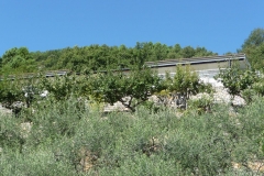 vign36